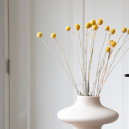 Dried flowers - Bouquet 'Craspedia natural yellow' - Dryflowers