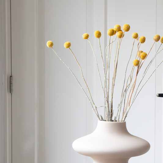 Dried flowers - Bouquet 'Craspedia natural yellow' - Dryflowers