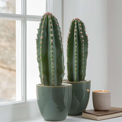 Candelabra tree cactus - 2 pcs. - Euphorbia ingens - Height 40-50cm - ⌀18cm