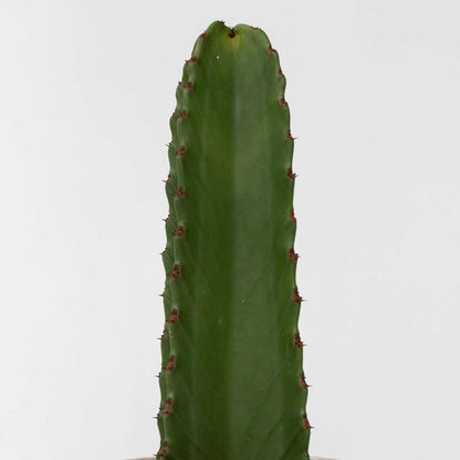 Candelabra tree cactus - 2 pcs. - Euphorbia ingens - Height 40-50cm - ⌀18cm