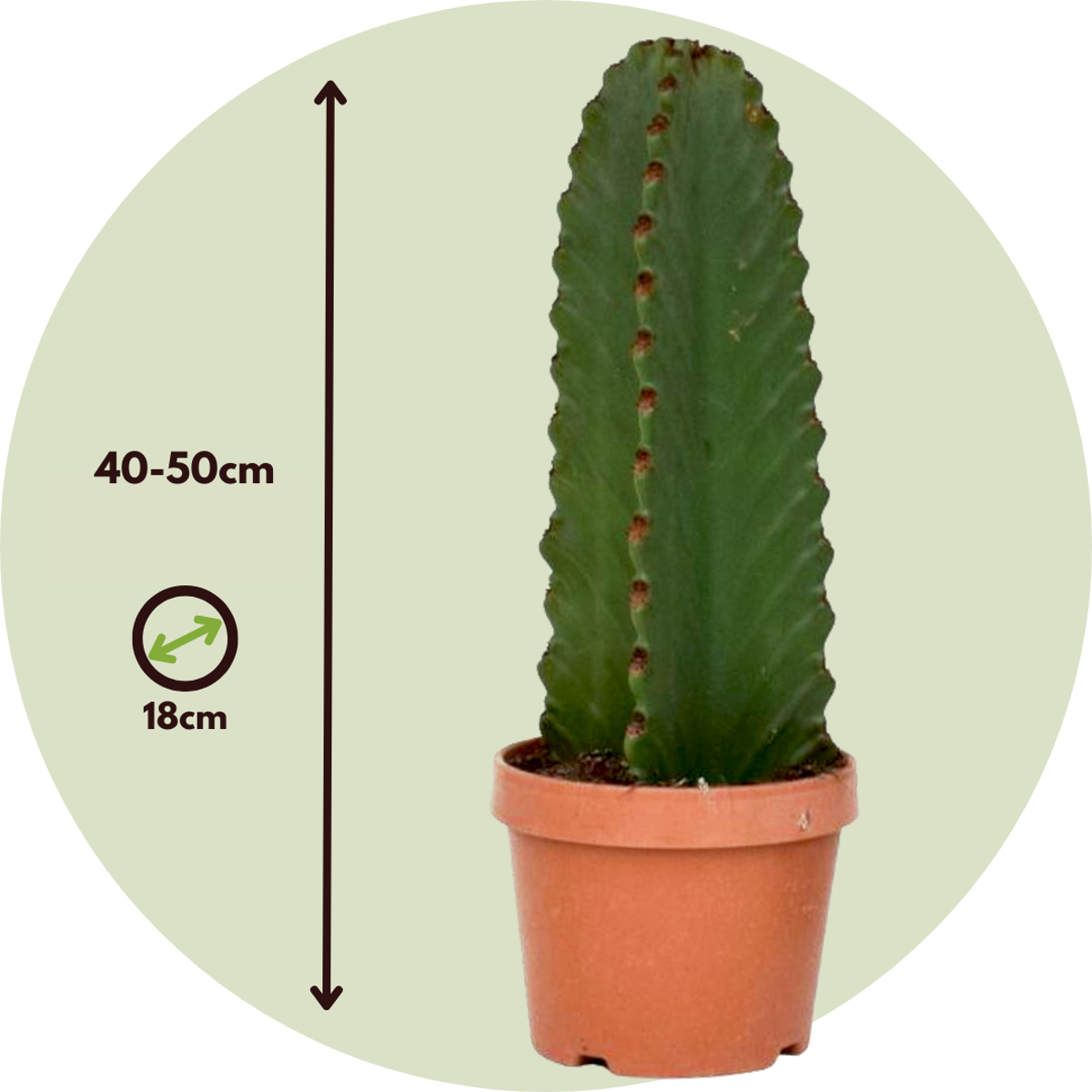 Candelabra tree cactus - 2 pcs. - Euphorbia ingens - Height 40-50cm - ⌀18cm