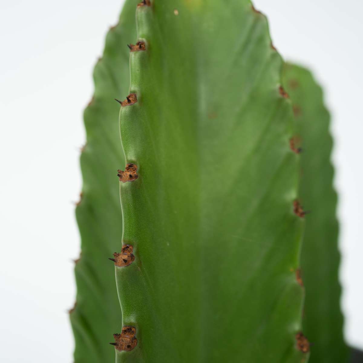 Candelabra tree cactus - Euphorbia ingens - Height 85-95cm - ⌀24cm