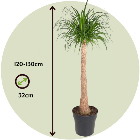 Ponytail Palm - Beaucarnea 'recurvata' - Height 120-130cm - ⌀32cm