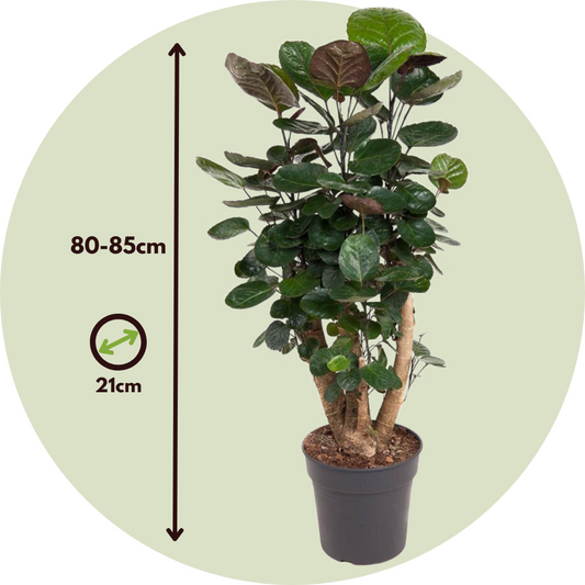 Aralia - Polyscias 'Fabian' - Height 80-85cm - ⌀21cm