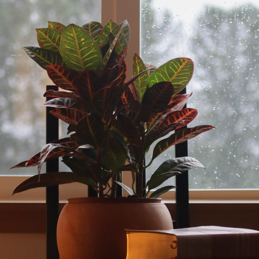 Croton - Codiaeum variegatum 'Mrs. Iceton' - Height 60-70cm - ⌀19cm