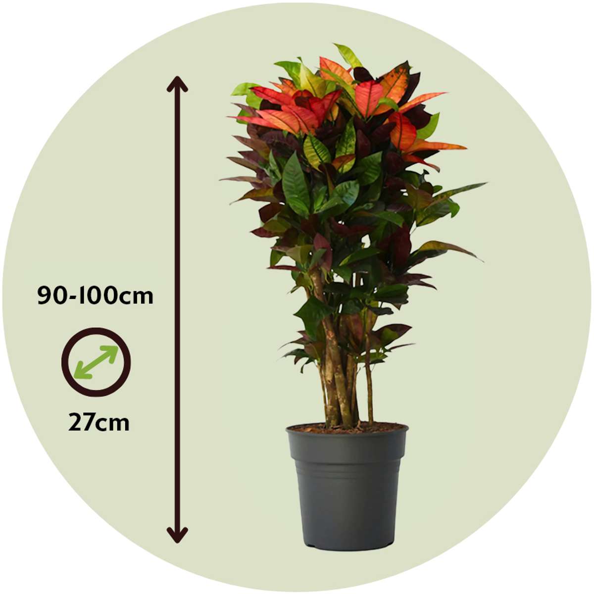 Croton - Codiaeum variegatum ‘Mrs. Iceton’ - Height 90-100 cm - Pot 27 cm