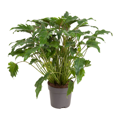 Sweetheart Plant - Philodendron 'Xanadu' - Height 50-60cm - ⌀21cm