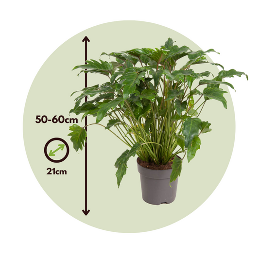 Sweetheart Plant - Philodendron 'Xanadu' - Height 50-60cm - ⌀21cm