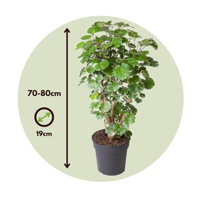 Aralia - Polyscias 'Balfouriana' - Height 70-80cm - ⌀19cm