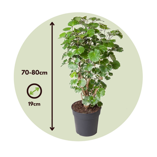 Aralia - Polyscias 'Balfouriana' - Height 70-80cm - ⌀19cm