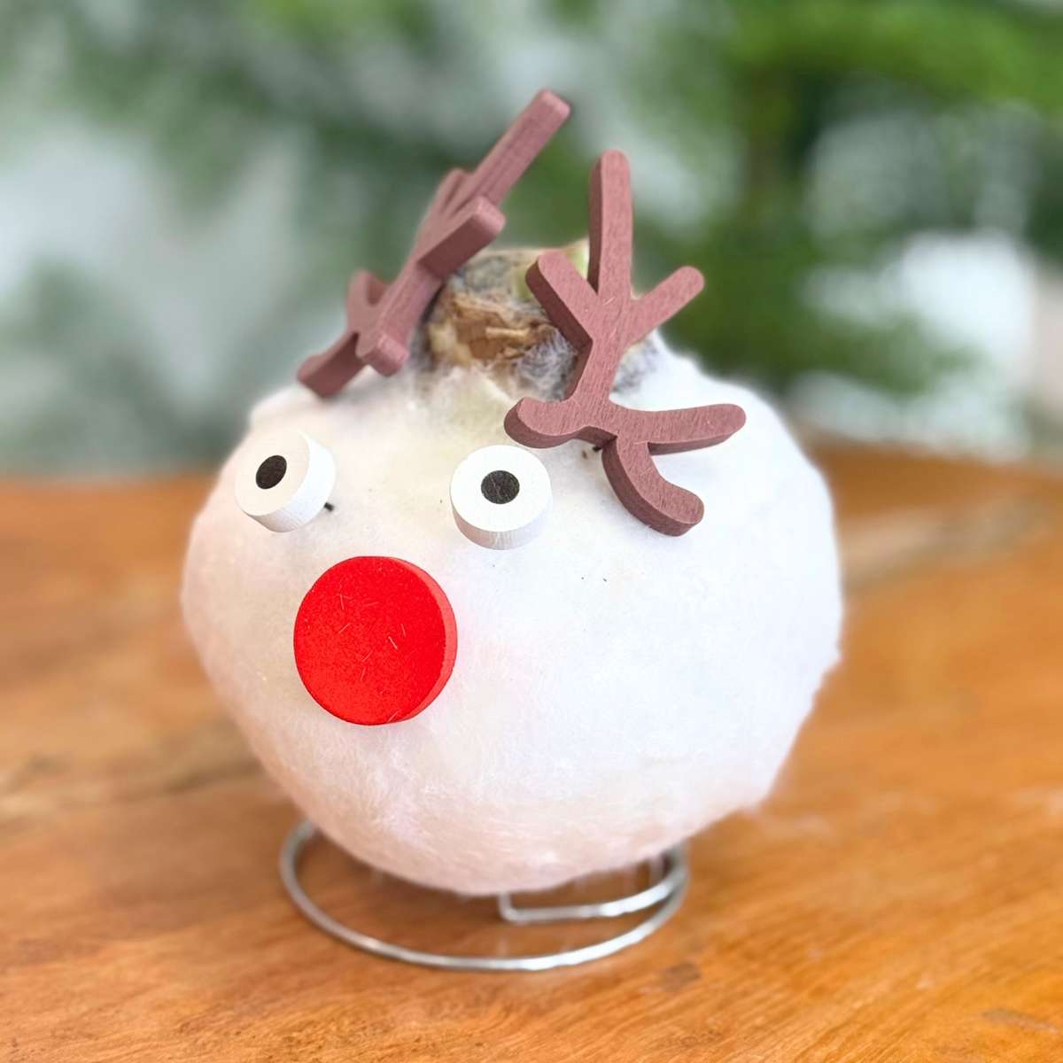 Amaryllis - Hippeastrum 'Wax Special Santa Reindeer'