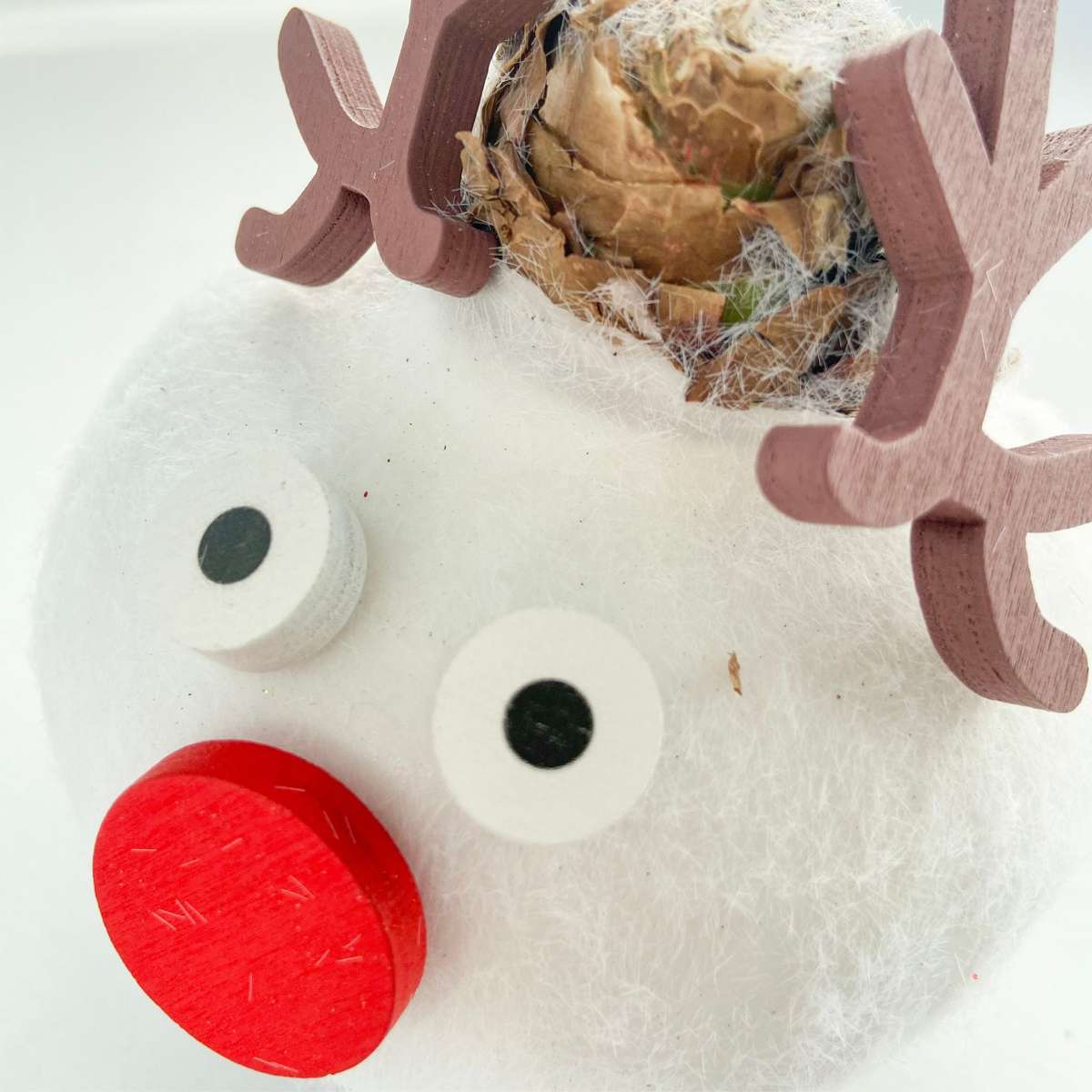 Amaryllis - Hippeastrum 'Wax Special Santa Reindeer'