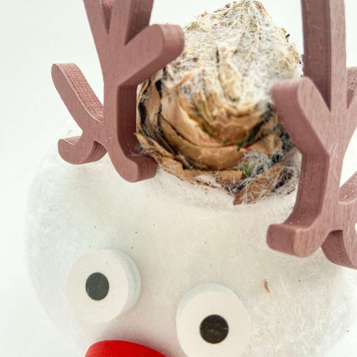 Amaryllis - Set of 2 - Hippeastrum 'Wax Special Santa Mix'