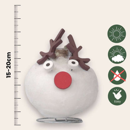 Amaryllis - Hippeastrum 'Wax Special Santa Reindeer'