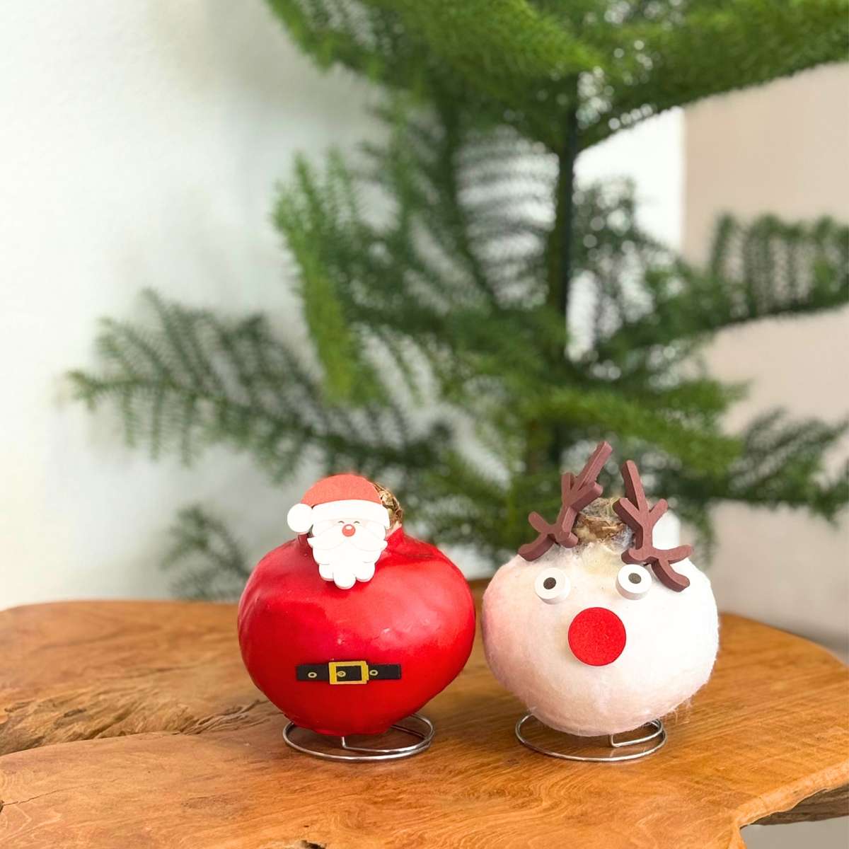 Amaryllis - Hippeastrum 'Wax Special Santa Claus'