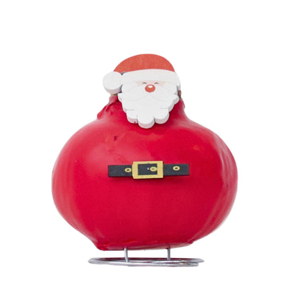 Amaryllis - Hippeastrum 'Wax Special Santa Claus'