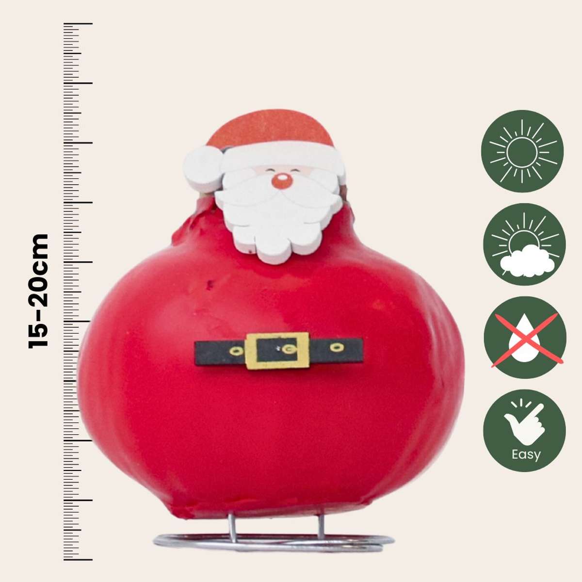 Amaryllis - Hippeastrum 'Wax Special Santa Claus'