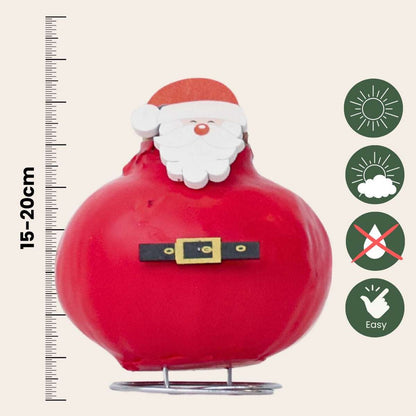 Amaryllis - Hippeastrum 'Wax Special Santa Claus'