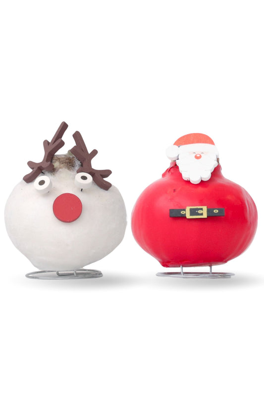 Amaryllis - Set of 2 - Hippeastrum 'Wax Special Santa Mix'