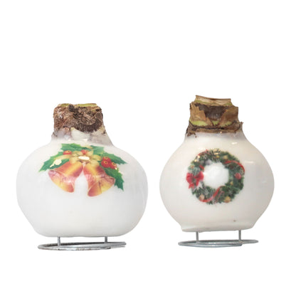 Amaryllis - Set of 2 - Hippeastrum 'Porcelain Wax Mix'