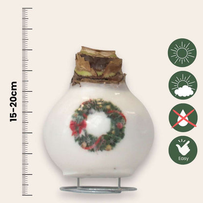 Amaryllis - Hippeastrum 'Porcelain Wax Wreath'