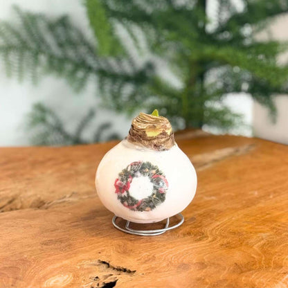 Amaryllis - Hippeastrum 'Porcelain Wax Wreath'