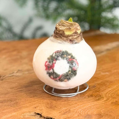 Amaryllis - Hippeastrum 'Porcelain Wax Wreath'