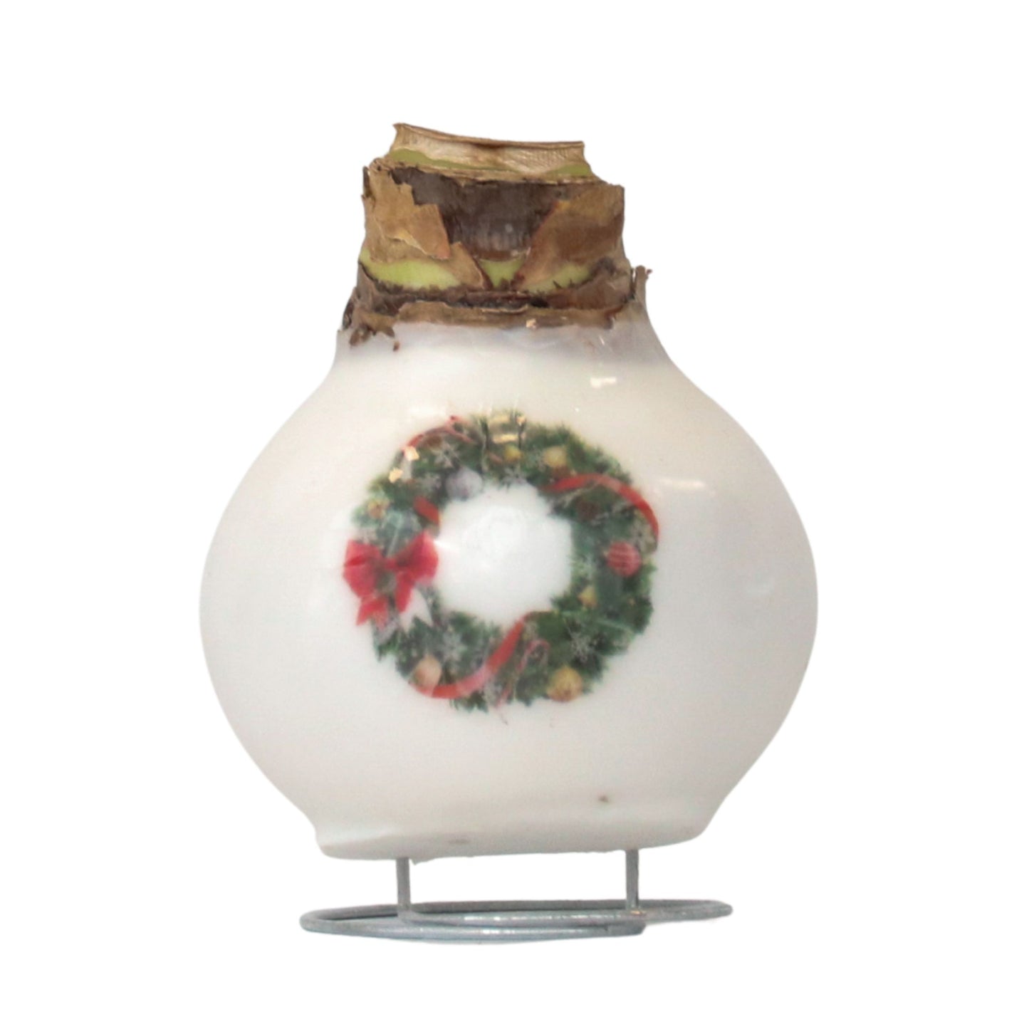 Amaryllis - Hippeastrum 'Porcelain Wax Wreath'