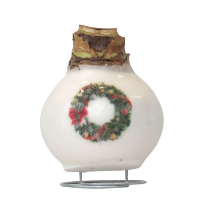 Amaryllis - Hippeastrum 'Porcelain Wax Wreath'