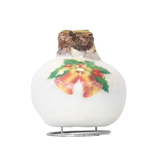 Amaryllis - Hippeastrum 'Porcelain Wax Bells'