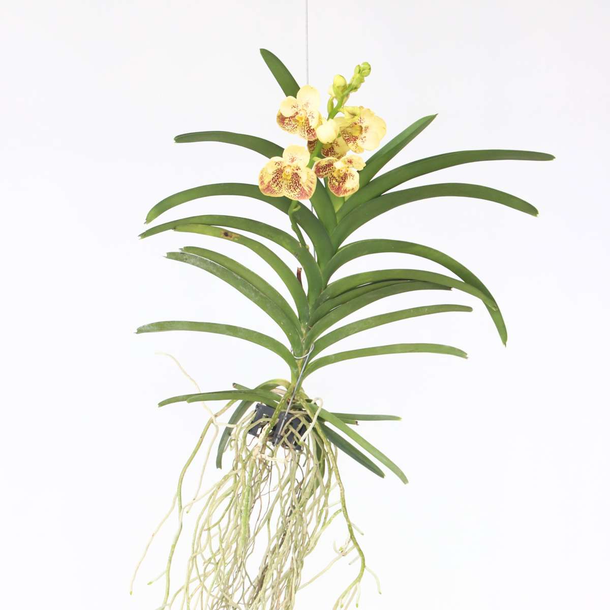 Vanda Orchid - Vanda 'Sunanda Yellow Henna' - Height 65-75cm