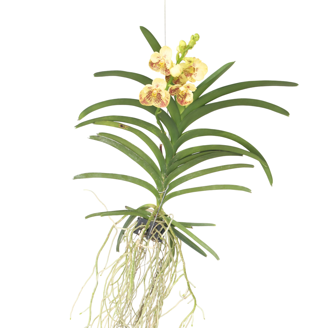 Vanda Orchid - Vanda 'Sunanda Yellow Henna' - Height 65-75cm
