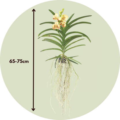 Vanda Orchid - Vanda 'Sunanda Yellow Henna' - Height 65-75cm