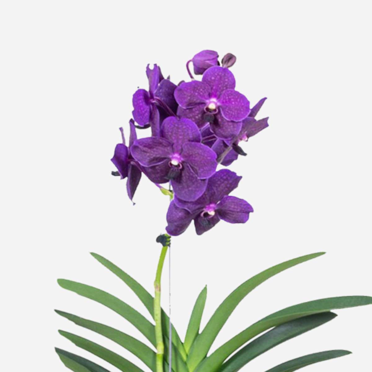 Vanda Orchid - Vanda 'Velvet Blackberry' - Height 80-90cm
