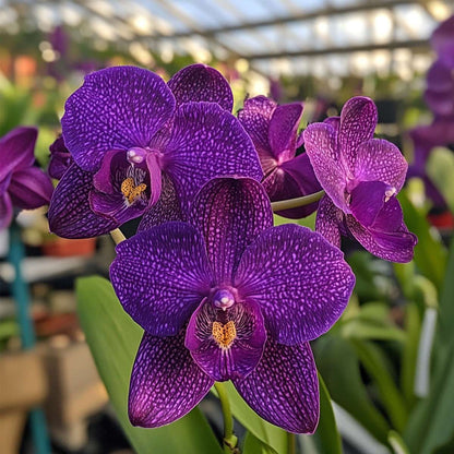 Vanda Orchid - Vanda 'Velvet Blackberry' - Height 80-90cm