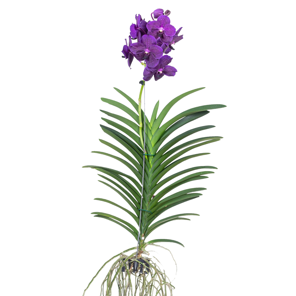 Vanda Orchid - Vanda 'Velvet Blackberry' - Height 80-90cm