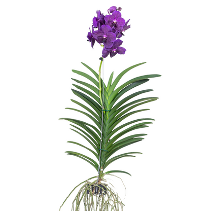 Vanda Orchid - Vanda 'Velvet Blackberry' - Height 80-90cm