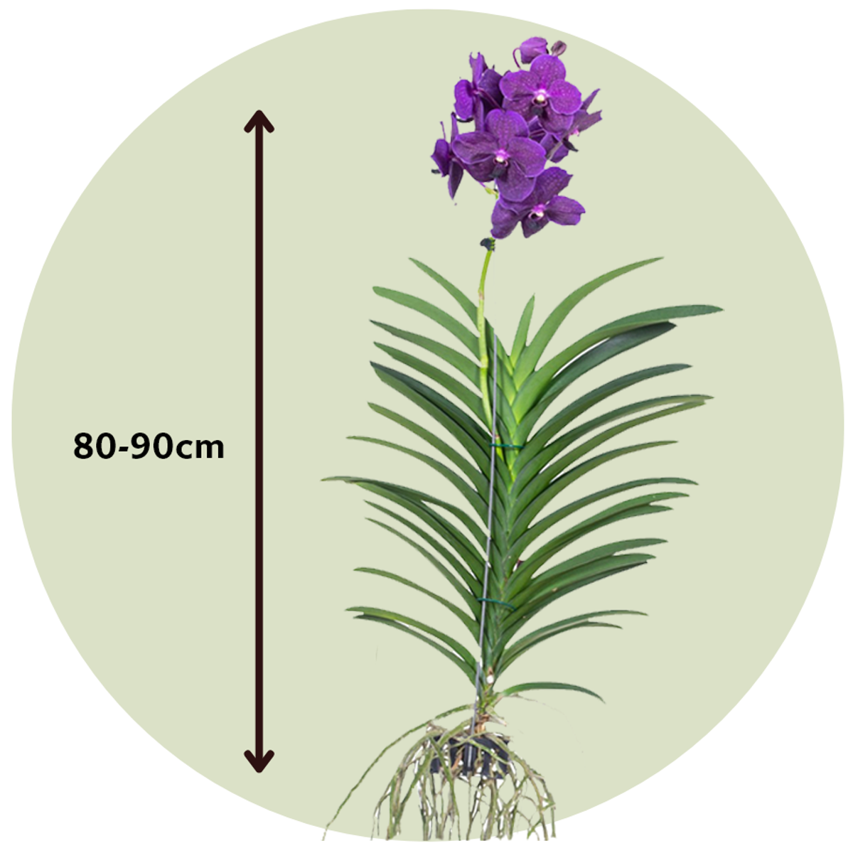 Vanda Orchid - Vanda 'Velvet Blackberry' - Height 80-90cm