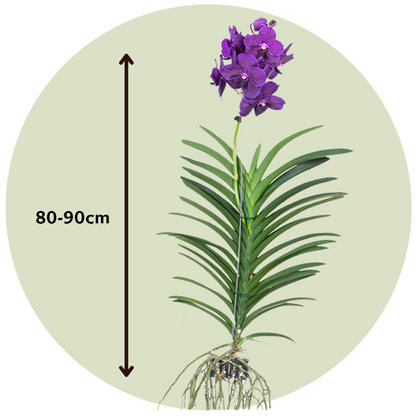 Vanda Orchid - Vanda 'Velvet Blackberry' - Height 80-90cm