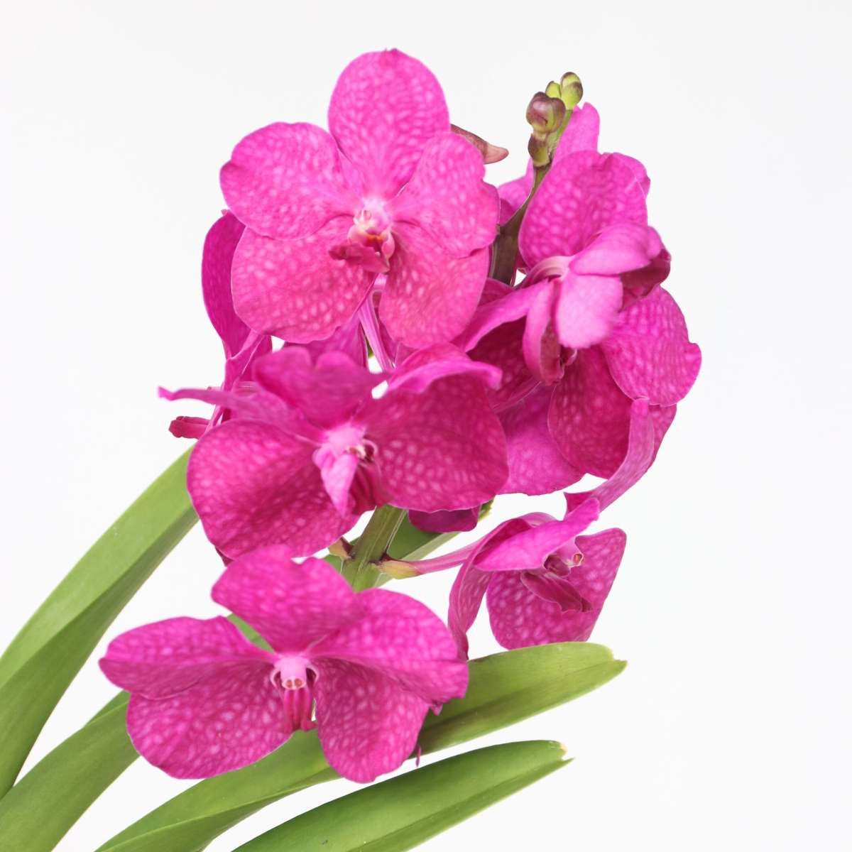 Vanda Orchid - Vanda 'Pink' - Height 45-55cm - ⌀12cm
