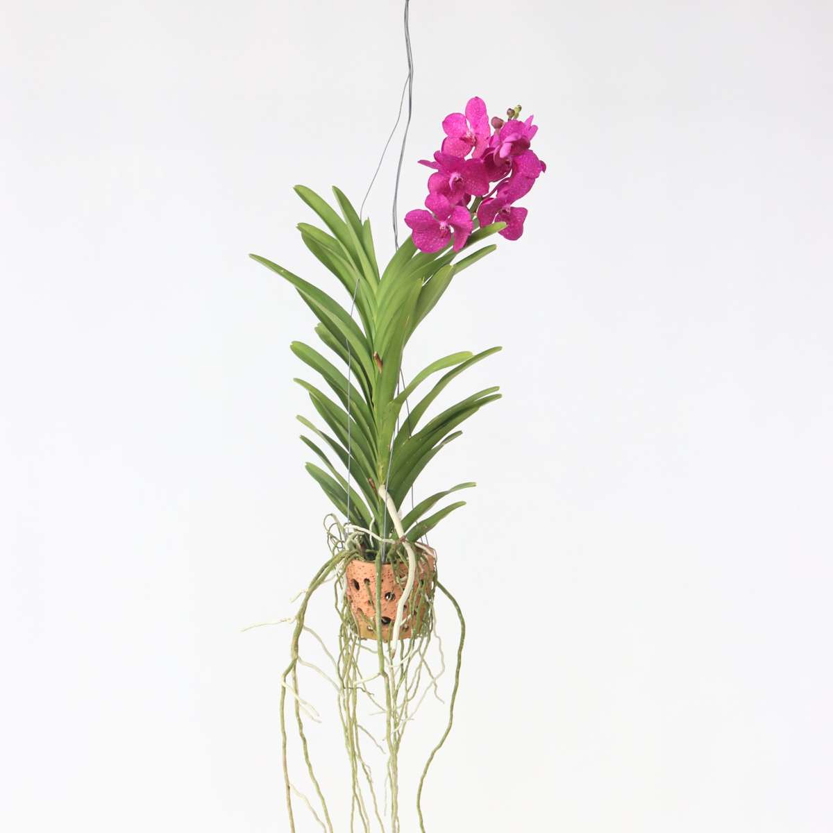 Vanda Orchid - Vanda 'Pink' - Height 45-55cm - ⌀12cm