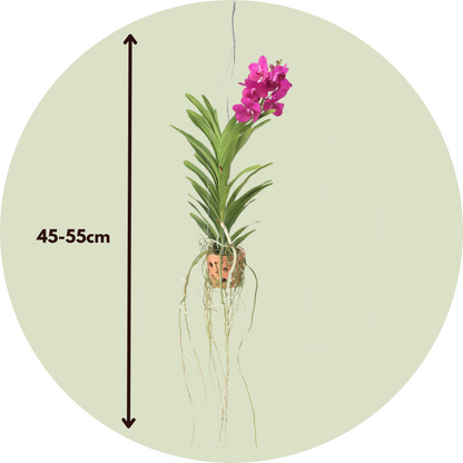Vanda Orchid - Vanda 'Pink' - Height 45-55cm - ⌀12cm