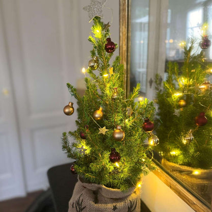 Mini-Christmas-tree with jute-bag - Picea glauca Conica - 55-65cm - ⌀15cm