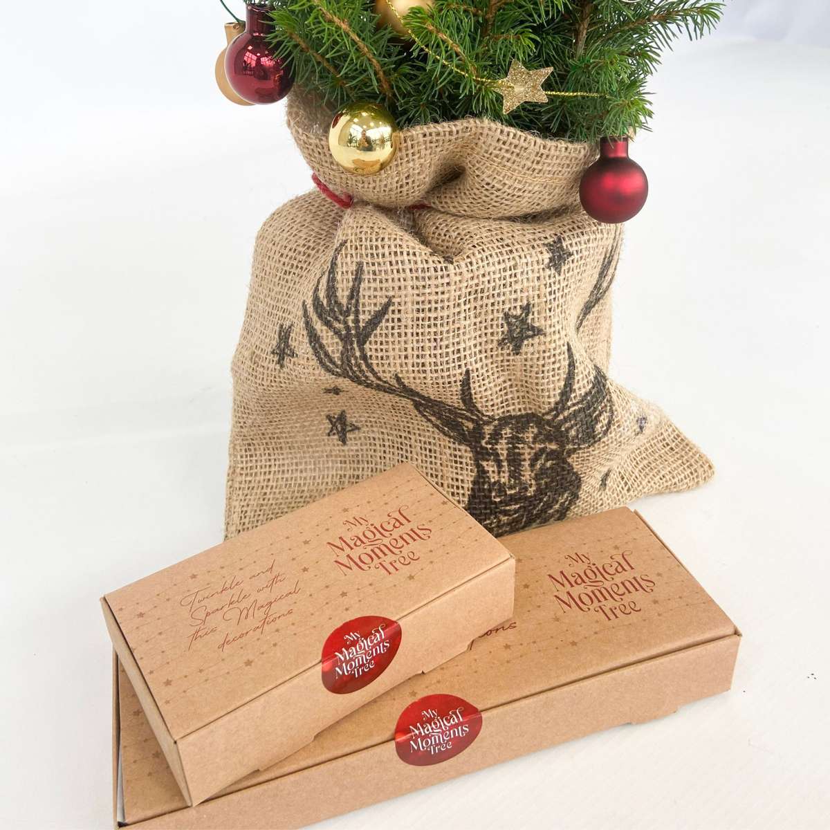 Mini-Christmas-tree with jute-bag - Picea glauca Conica - 55-65cm - ⌀15cm