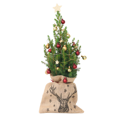 Mini-Christmas-tree with jute-bag - Picea glauca Conica - 55-65cm - ⌀15cm