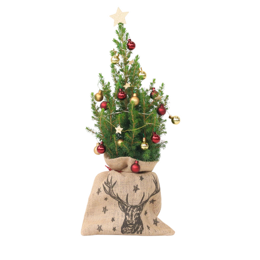 Mini-Christmas-tree with jute-bag - Picea glauca Conica - 55-65cm - ⌀15cm
