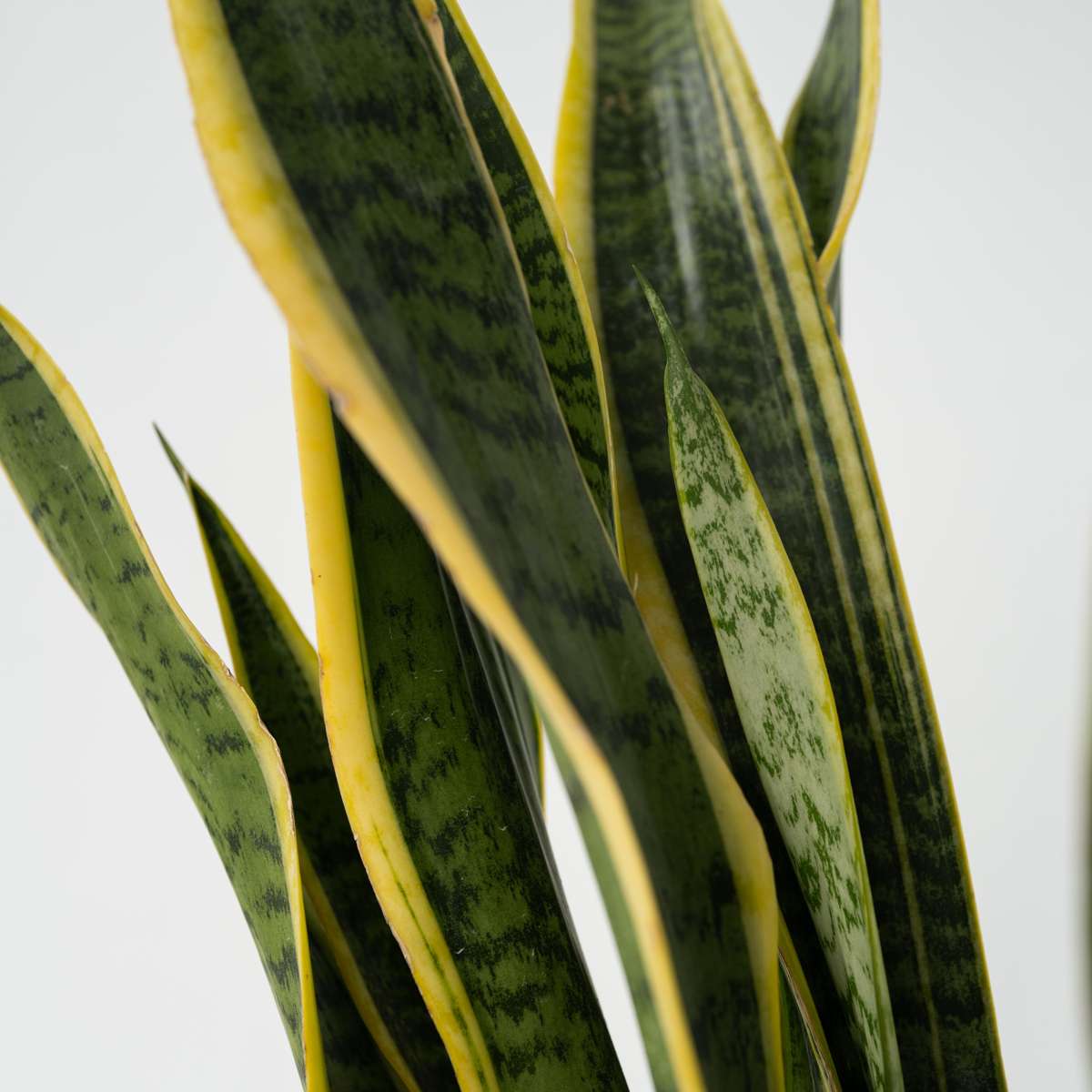 Snake plant - Sansevieria trifasciata Laurentii - Height 65-75cm - ⌀21cm