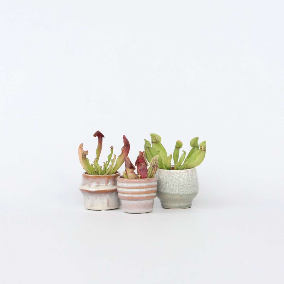 Pitcher plant - 3 pcs. - Sarracenia purpurea - Height 10cm - ⌀5,5cm