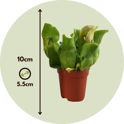 Pitcher plant - 3 pcs. - Sarracenia purpurea - Height 10cm - ⌀5,5cm