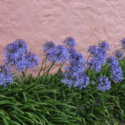 African Lily - Agapanthus 'Superb Blue' - Height 30-45cm - ⌀14cm